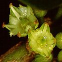 the small flowers of White Milkwood (Sideroxylon inerme)