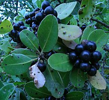 Sideroxylon inerme