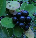 Sideroxylon inerme