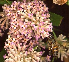 Buddleja salviifolia