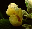 Anastrabe integerrima