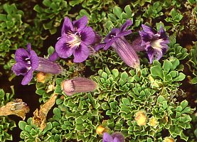 Aptosimum procumbens