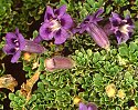 Aptosimum procumbens