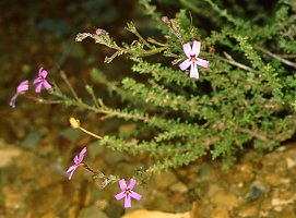 Jamesbrittenia microphylla