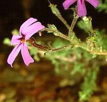 Jamesbrittenia microphylla