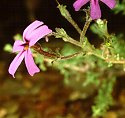 Jamesbrittenia microphylla