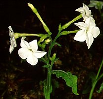 Nicotiana x sanderae 'Starship White'