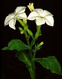 Nicotiana x sanderae 'Starship White'