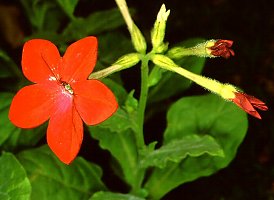 Nicotiana x sanderae 'Starship Red'