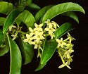 Cestrum ?laevigatum