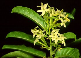 Cestrum ?laevigatum