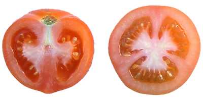 tomato