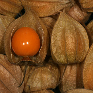 Physalis peruviana (Cape Gooseberry)