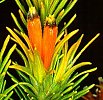 Retzia capensis