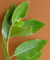 Nuxia floribunda