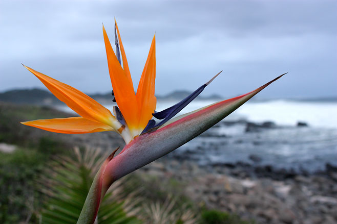 Strelitzia reginae