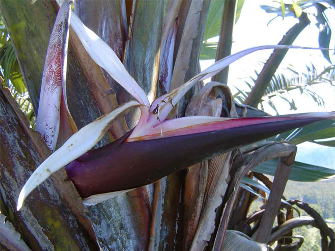 Strelitzia caudata (Mountain strelitzia)