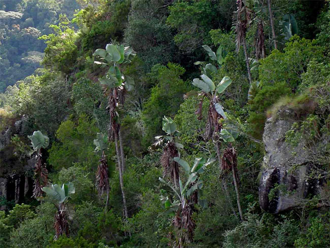 Strelitzia caudata (Mountain strelitzia)
