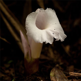 Aframomum albiflorum