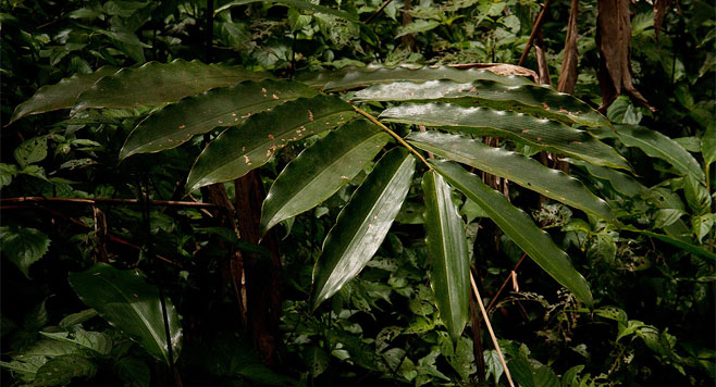 Aframomum albiflorum