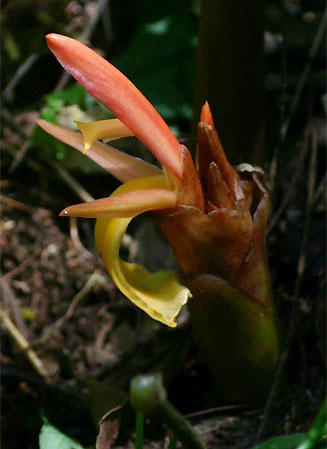 Aframomum angustifolium