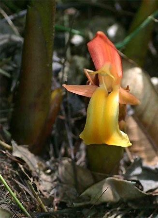 Aframomum angustifolium