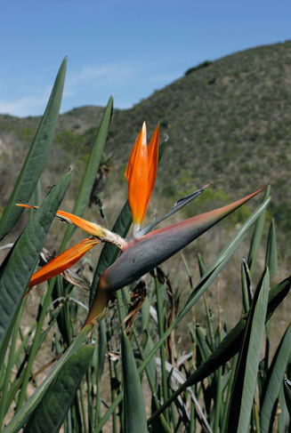 Strelitzia reginae