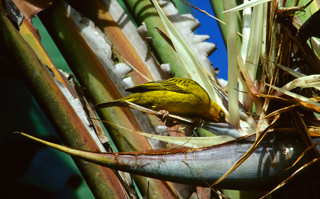 Strelitzia alba (Cape strelitzia)