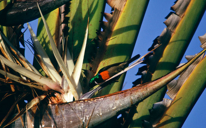 Strelitzia alba (Cape strelitzia)