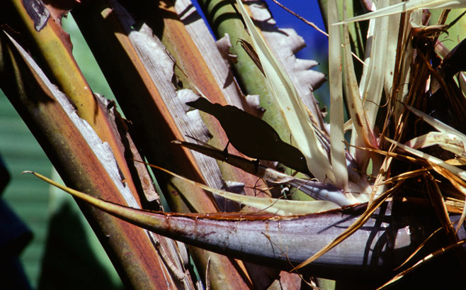 Strelitzia alba (Cape strelitzia)