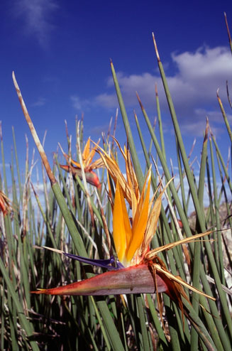 Strelitzia juncea