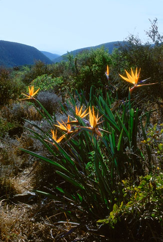 Strelitzia reginae