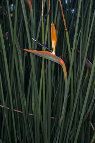 Strelitzia juncea