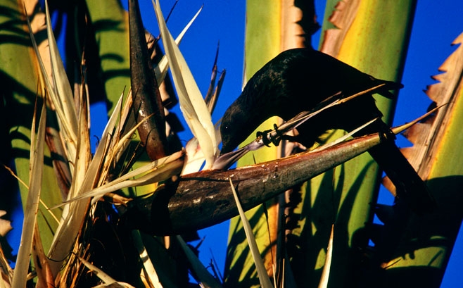 Strelitzia alba (Cape strelitzia)