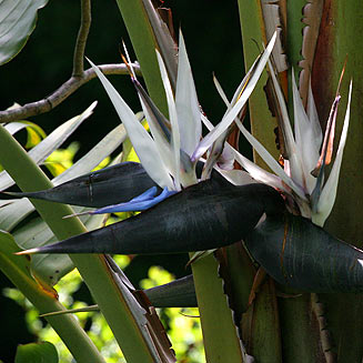 Strelitzia nicolai (Natal wild banana)