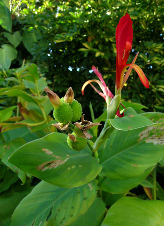 Canna indica (Indian shot)