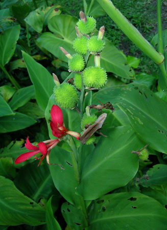 Canna indica (Indian shot)