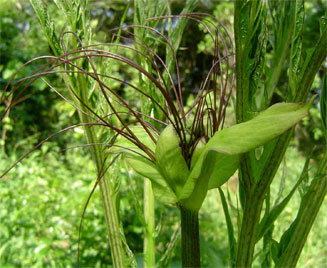 Tacca leontopetaloides (Tahiti arrowroot)