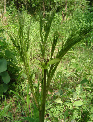 Tacca leontopetaloides (Tahiti arrowroot)