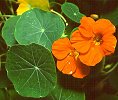 Nasturtium Tropaeolum majus, growing alongside road in Cape Town.