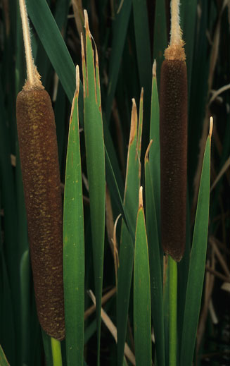 Typha capensis (Bulrush)