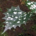 Laportea grossa