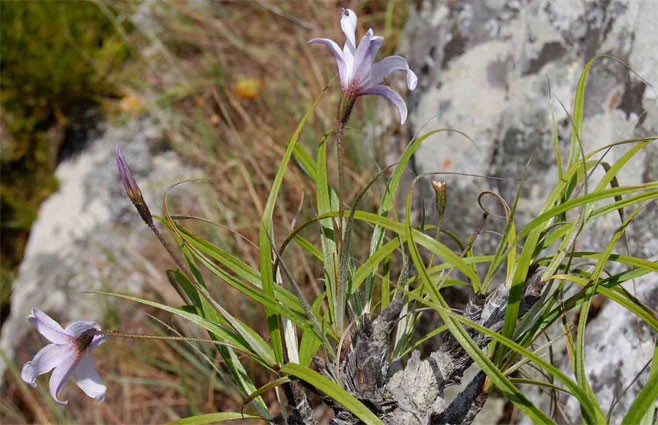 Xerophyta argentea