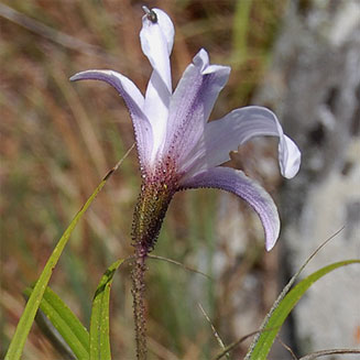 Xerophyta argentea