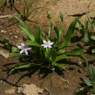 Xerophyta humilis
