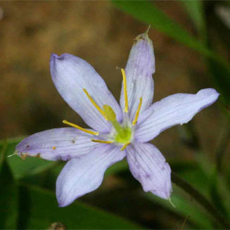Xerophyta humilis