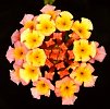 Lantana camara