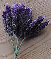 Verbena bonariensis