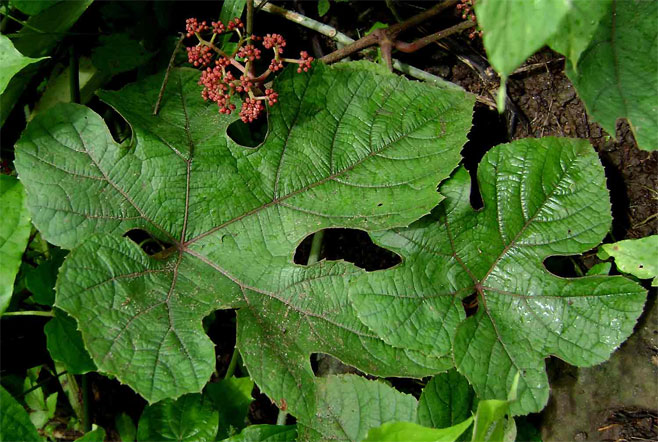 Ampelocissus africana 