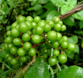 Ampelocissus africana 